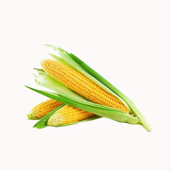 Fresh Corn